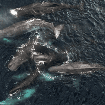 Daily Dive # 081 | Can We Learn About Early Humans from Sperm Whale Clans?: Part Two